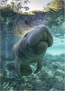 Manatee water Magnet