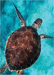 Sea Turtle Shell Magnet
