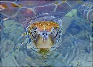 Sea Turtle Face Magnet