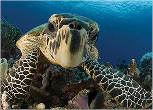 Sea Turtle Under Water Magnet