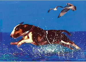 Staffordshire Bull Terrier Magnet